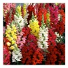 3000 Snapdragon Seeds Tetra Mix - Multi-Color Blooms Flower Seeds Outdoor - Image 1
