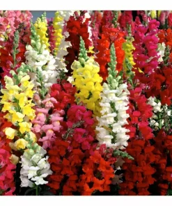 3000 Snapdragon Seeds Tetra Mix - Multi-Color Blooms Flower Seeds Outdoor - Image 1
