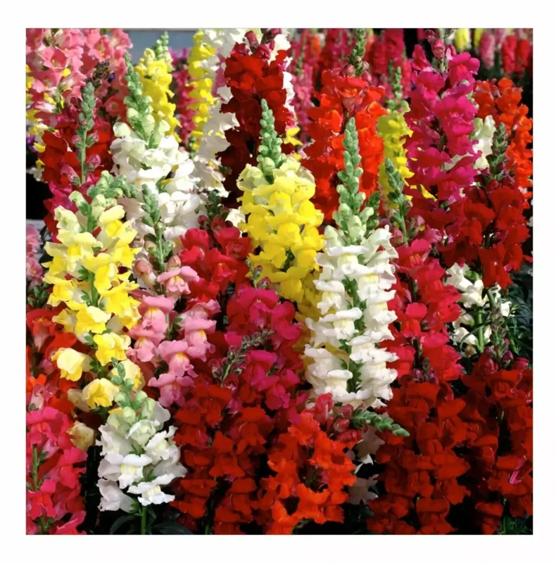 3000 Snapdragon Seeds Tetra Mix - Multi-Color Blooms Flower Seeds Outdoor - Image 1
