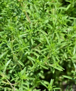 3000 Summer Savory Seeds – Satureja Hortensis Herb Seeds – Purple Flowers - Image 2
