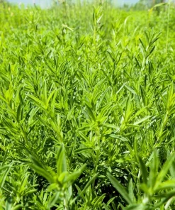 3000 Summer Savory Seeds – Satureja Hortensis Herb Seeds – Purple Flowers - Image 3