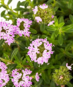 3000 Summer Savory Seeds – Satureja Hortensis Herb Seeds – Purple Flowers - Image 4