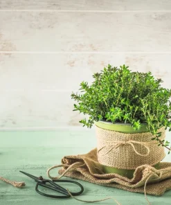 3000 Summer Savory Seeds – Satureja Hortensis Herb Seeds – Purple Flowers - Image 5