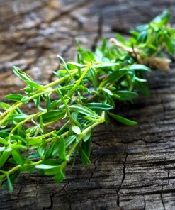 3000 Summer Savory Seeds – Satureja Hortensis Herb Seeds – Purple Flowers - Image 7
