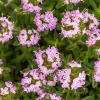 3000 Summer Savory Seeds – Satureja Hortensis Herb Seeds – Purple Flowers - Image 1