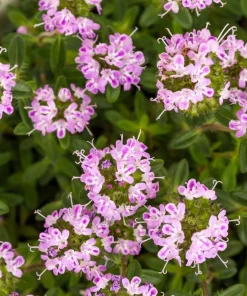 3000 Summer Savory Seeds – Satureja Hortensis Herb Seeds – Purple Flowers - Image 1