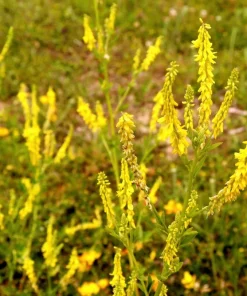 3000 Yellow Sweet Clover Melilotus Officinalis Flower Seeds - Bulk Pack - Image 2