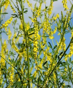 3000 Yellow Sweet Clover Melilotus Officinalis Flower Seeds - Bulk Pack - Image 3