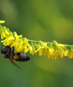 3000 Yellow Sweet Clover Melilotus Officinalis Flower Seeds - Bulk Pack - Image 4