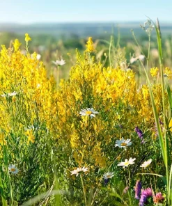 3000 Yellow Sweet Clover Melilotus Officinalis Flower Seeds - Bulk Pack - Image 5
