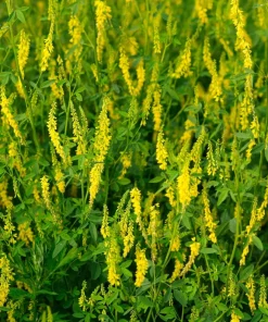 3000 Yellow Sweet Clover Melilotus Officinalis Flower Seeds - Bulk Pack - Image 6