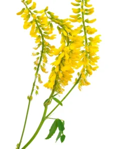 3000 Yellow Sweet Clover Melilotus Officinalis Flower Seeds - Bulk Pack - Image 7