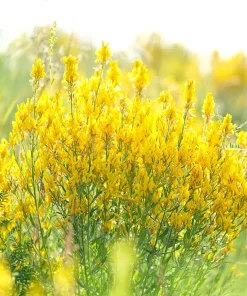 3000 Yellow Sweet Clover Melilotus Officinalis Flower Seeds - Bulk Pack - Image 8