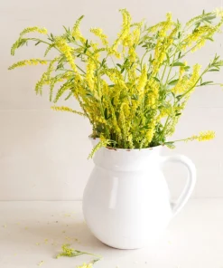 3000 Yellow Sweet Clover Melilotus Officinalis Flower Seeds - Bulk Pack - Image 9