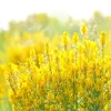 3000 Yellow Sweet Clover Melilotus Officinalis Flower Seeds - Bulk Pack - Image 1