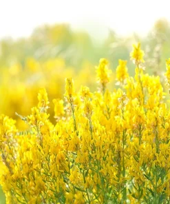 3000 Yellow Sweet Clover Melilotus Officinalis Flower Seeds - Bulk Pack - Image 1