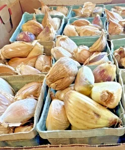 340G Elephant Garlic Bulbs - Sweet Allium for Planting & Eating - Perennial - Image 1