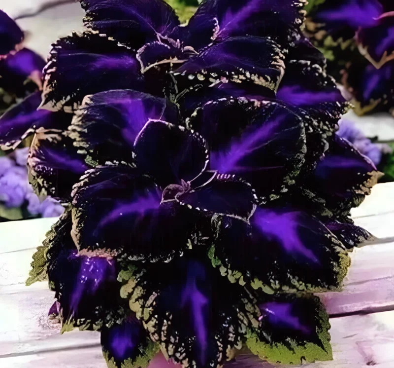 35+ Black Purple Coleus Seeds - Bold Foliage Plant - Easy Grow Garden - Image 1