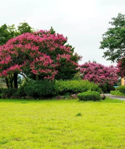 35 Dark Pink Crepe Myrtle Seeds – Lagerstroemia Indica Shrub/Small Tree - Image 10