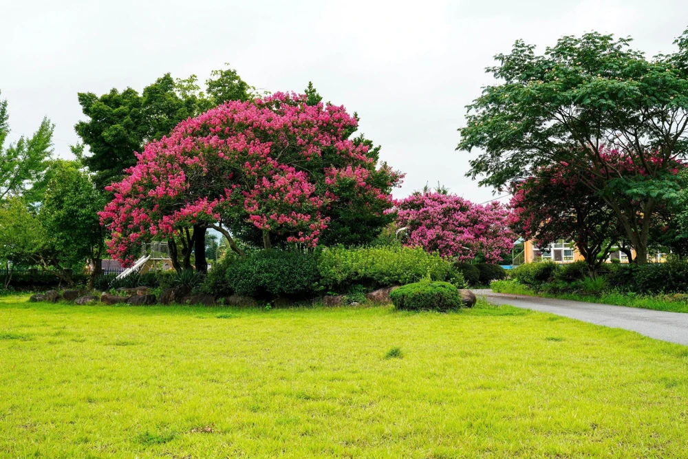 35 Dark Pink Crepe Myrtle Seeds – Lagerstroemia Indica Shrub/Small Tree - Image 10