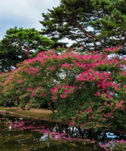 35 Dark Pink Crepe Myrtle Seeds – Lagerstroemia Indica Shrub/Small Tree - Image 11