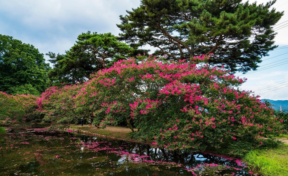 35 Dark Pink Crepe Myrtle Seeds – Lagerstroemia Indica Shrub/Small Tree - Image 11