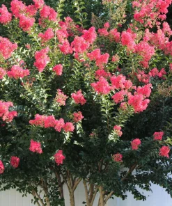 35 Dark Pink Crepe Myrtle Seeds – Lagerstroemia Indica Shrub/Small Tree - Image 12