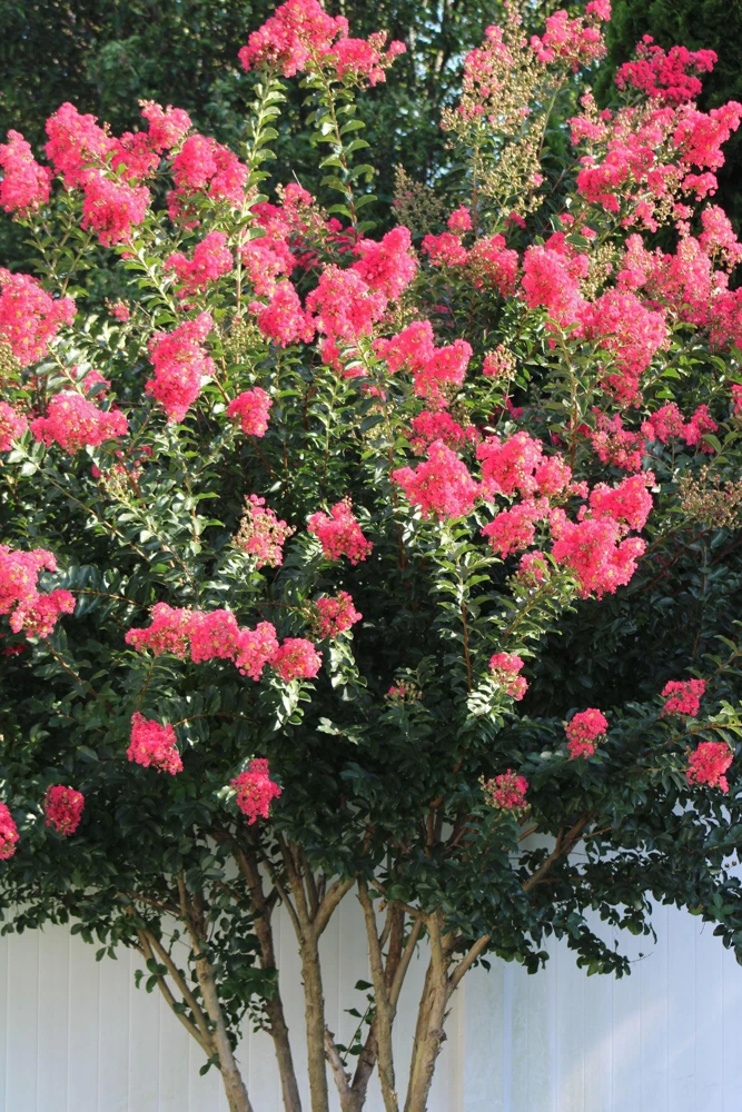 35 Dark Pink Crepe Myrtle Seeds – Lagerstroemia Indica Shrub/Small Tree - Image 12