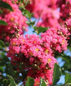 35 Dark Pink Crepe Myrtle Seeds – Lagerstroemia Indica Shrub/Small Tree - Image 2
