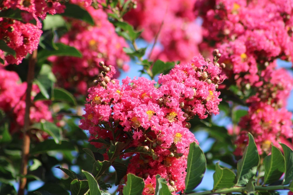 35 Dark Pink Crepe Myrtle Seeds – Lagerstroemia Indica Shrub/Small Tree - Image 2