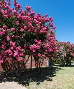 35 Dark Pink Crepe Myrtle Seeds – Lagerstroemia Indica Shrub/Small Tree - Image 3