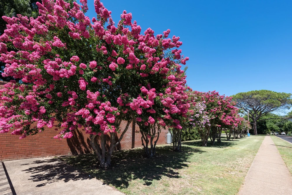 35 Dark Pink Crepe Myrtle Seeds – Lagerstroemia Indica Shrub/Small Tree - Image 3