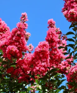 35 Dark Pink Crepe Myrtle Seeds – Lagerstroemia Indica Shrub/Small Tree - Image 4