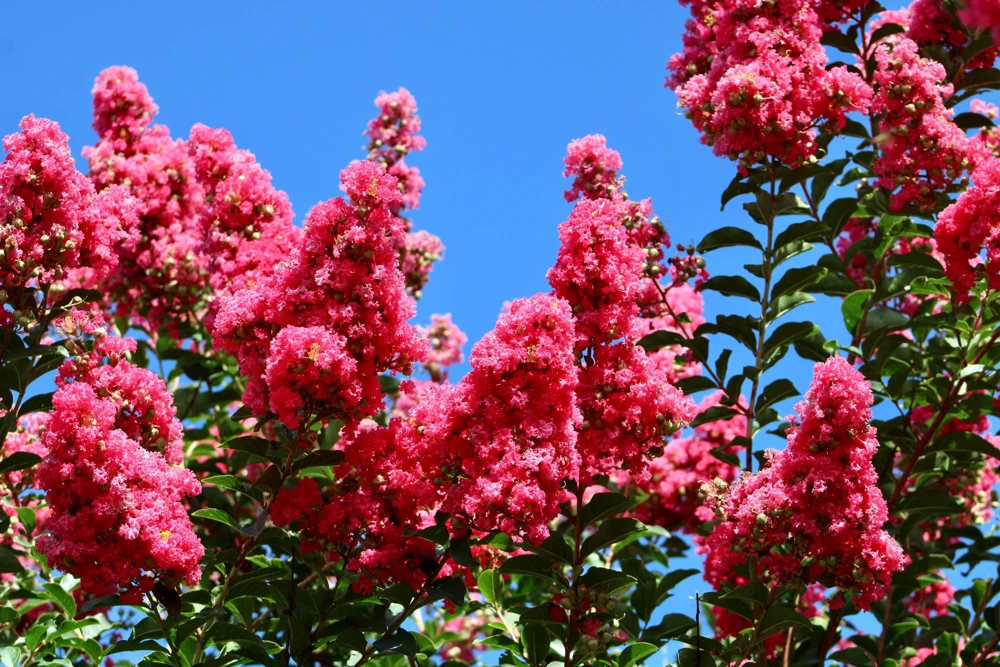 35 Dark Pink Crepe Myrtle Seeds – Lagerstroemia Indica Shrub/Small Tree - Image 4