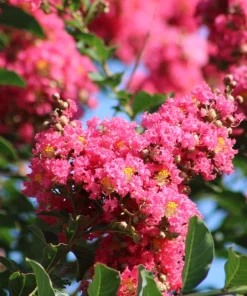 35 Dark Pink Crepe Myrtle Seeds – Lagerstroemia Indica Shrub/Small Tree - Image 5