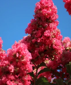 35 Dark Pink Crepe Myrtle Seeds – Lagerstroemia Indica Shrub/Small Tree - Image 6