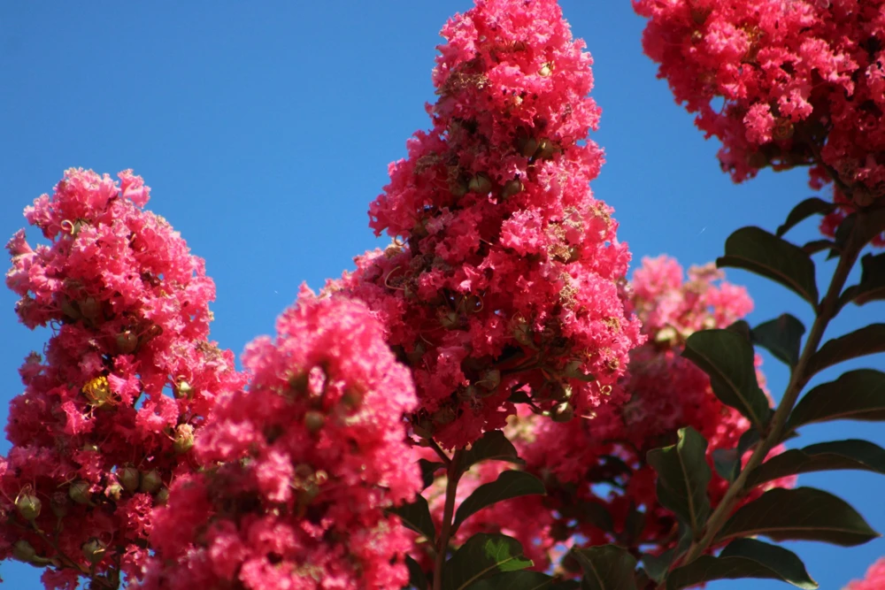 35 Dark Pink Crepe Myrtle Seeds – Lagerstroemia Indica Shrub/Small Tree - Image 6