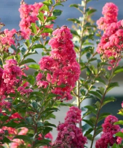 35 Dark Pink Crepe Myrtle Seeds – Lagerstroemia Indica Shrub/Small Tree - Image 7
