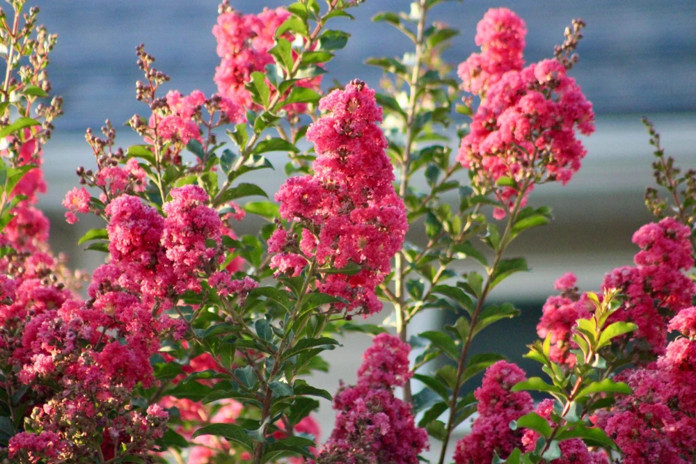 35 Dark Pink Crepe Myrtle Seeds – Lagerstroemia Indica Shrub/Small Tree - Image 7