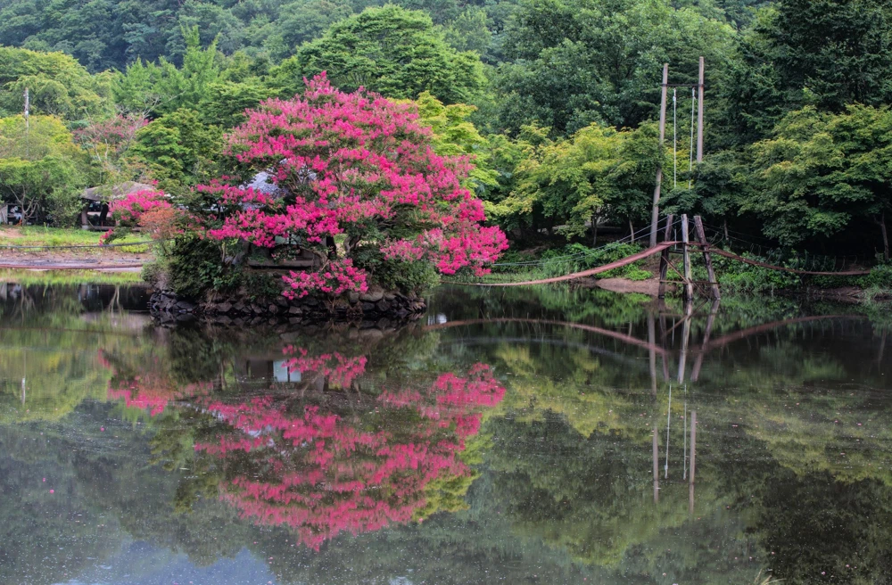 35 Dark Pink Crepe Myrtle Seeds – Lagerstroemia Indica Shrub/Small Tree - Image 8