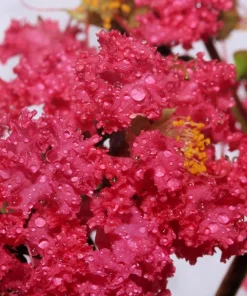 35 Dark Pink Crepe Myrtle Seeds – Lagerstroemia Indica Shrub/Small Tree - Image 9
