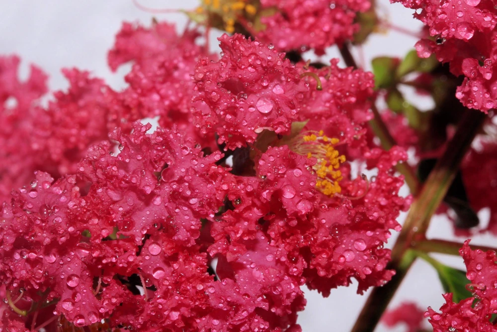 35 Dark Pink Crepe Myrtle Seeds – Lagerstroemia Indica Shrub/Small Tree - Image 9