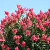 35 Dark Pink Crepe Myrtle Seeds – Lagerstroemia Indica Shrub/Small Tree - Image 1