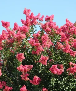 35 Dark Pink Crepe Myrtle Seeds – Lagerstroemia Indica Shrub/Small Tree - Image 1