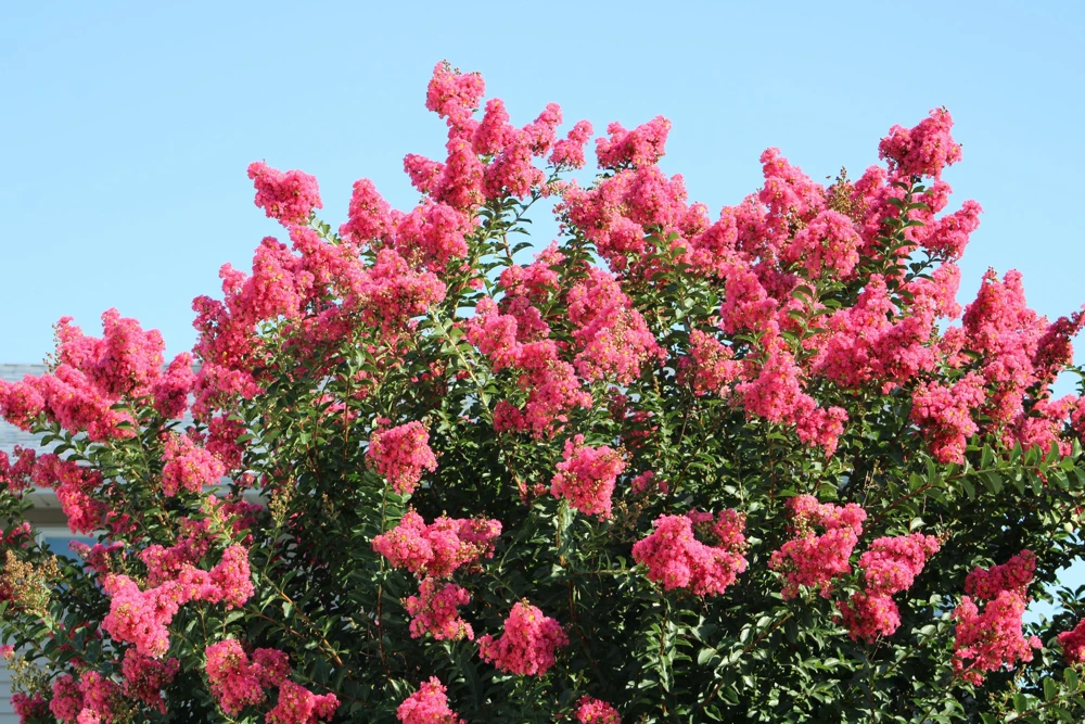 35 Dark Pink Crepe Myrtle Seeds – Lagerstroemia Indica Shrub/Small Tree - Image 1