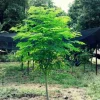 35+ Moringa Tree Seeds for Planting - Non-GMO, Fast Growing, Perennial - Image 1
