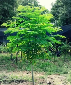 35+ Moringa Tree Seeds for Planting - Non-GMO, Fast Growing, Perennial - Image 1