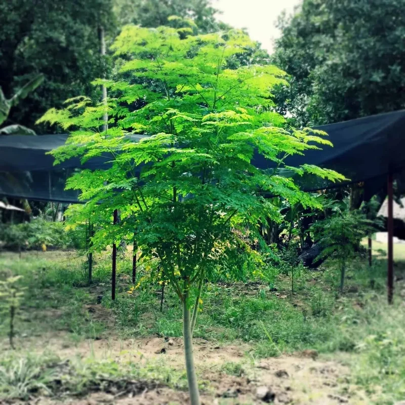 35+ Moringa Tree Seeds for Planting - Non-GMO, Fast Growing, Perennial - Image 1