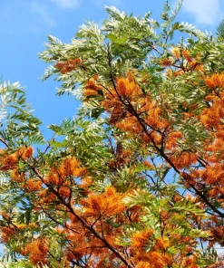 35 Silky Oak Tree Seeds - Grevillea Robusta with Orange Flowers - Image 2