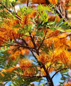 35 Silky Oak Tree Seeds - Grevillea Robusta with Orange Flowers - Image 3